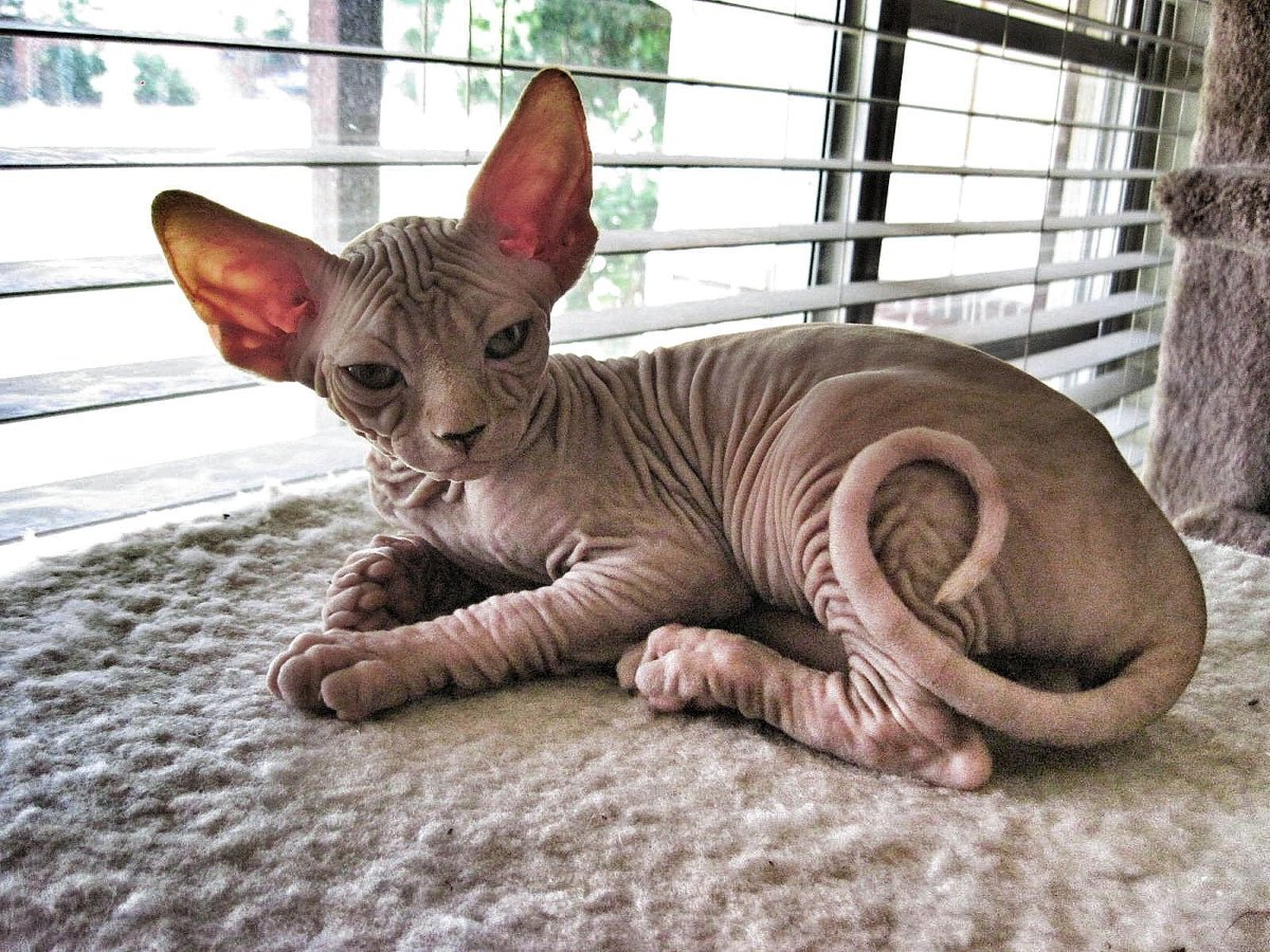 Сфинкс Лисий