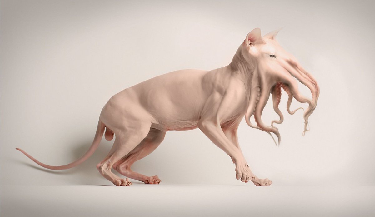 Канадский сфинкс и толстый кот