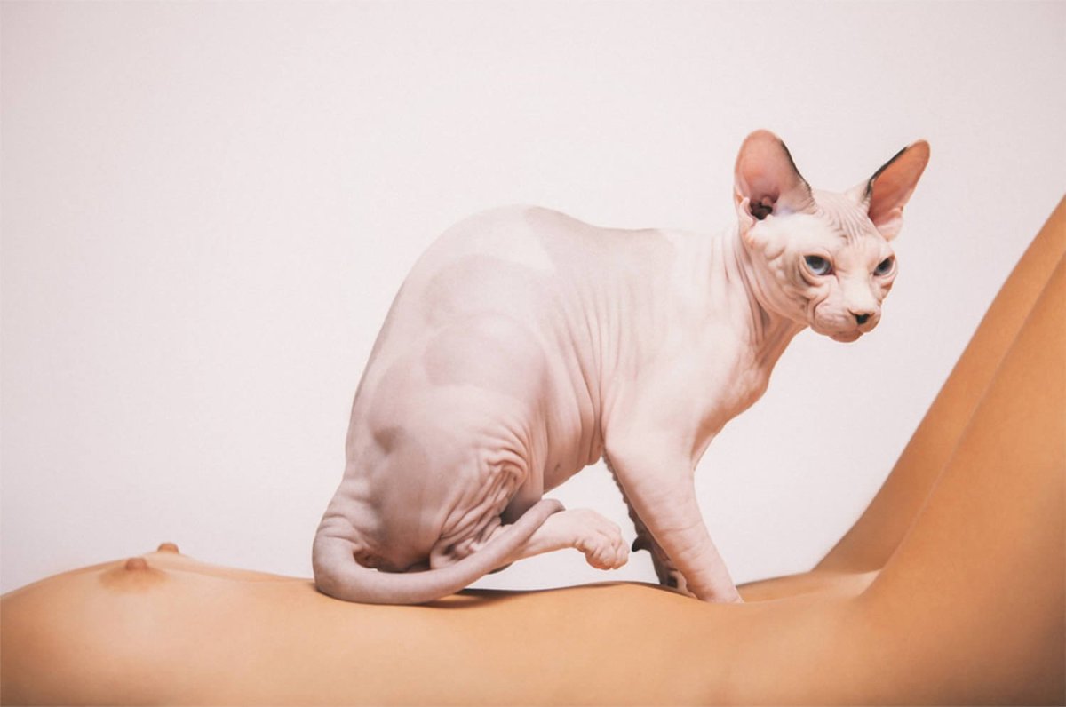 Смешные породы кошек