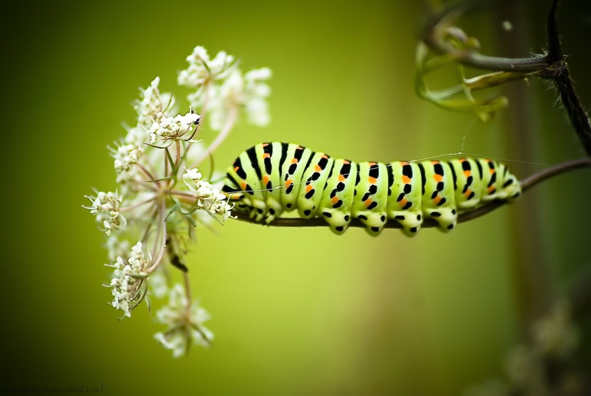 Papilio Machaon Linnaeus гусеница