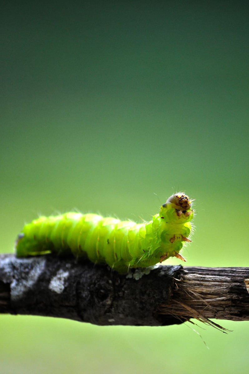 Green Caterpillar гусеница