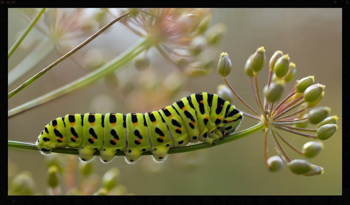 Гусеница бабочки Carthaea saturnioides