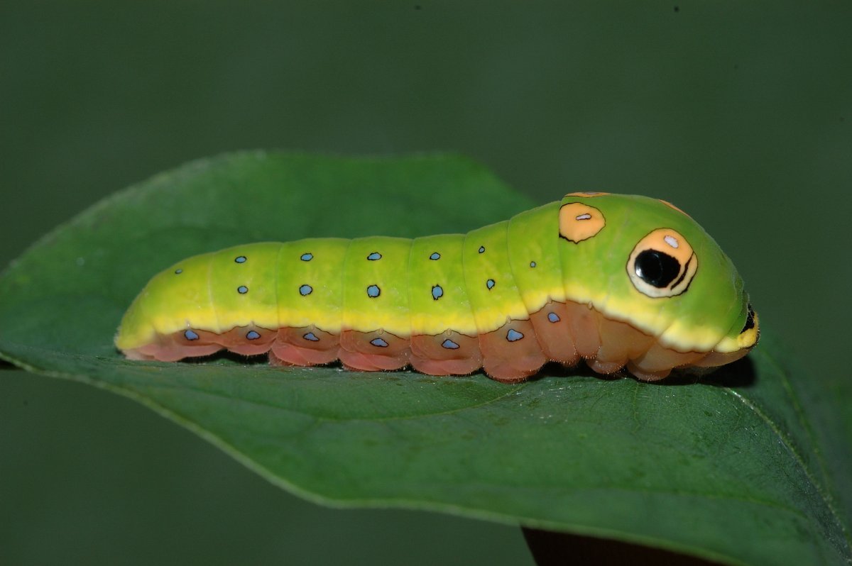 Гусеница бабочки Spicebush Swallowtail