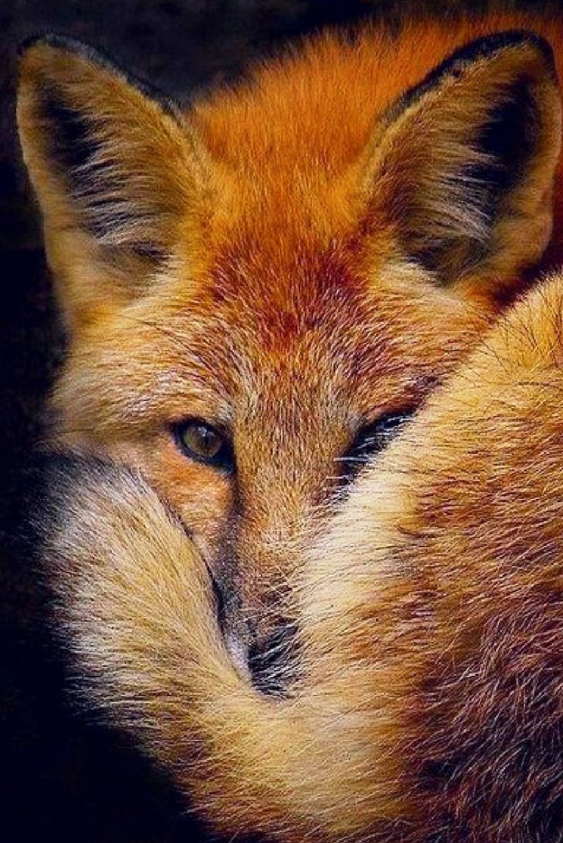 Пушистая лиса