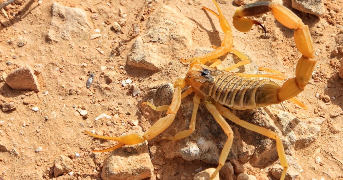 Палестинский желтый Скорпион