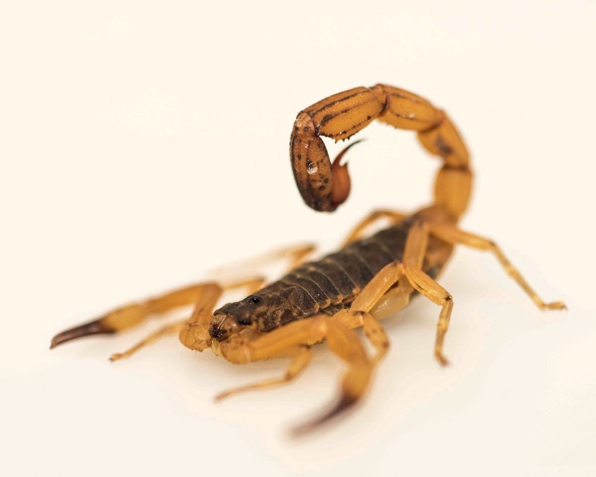 Палестинский желтый Скорпион