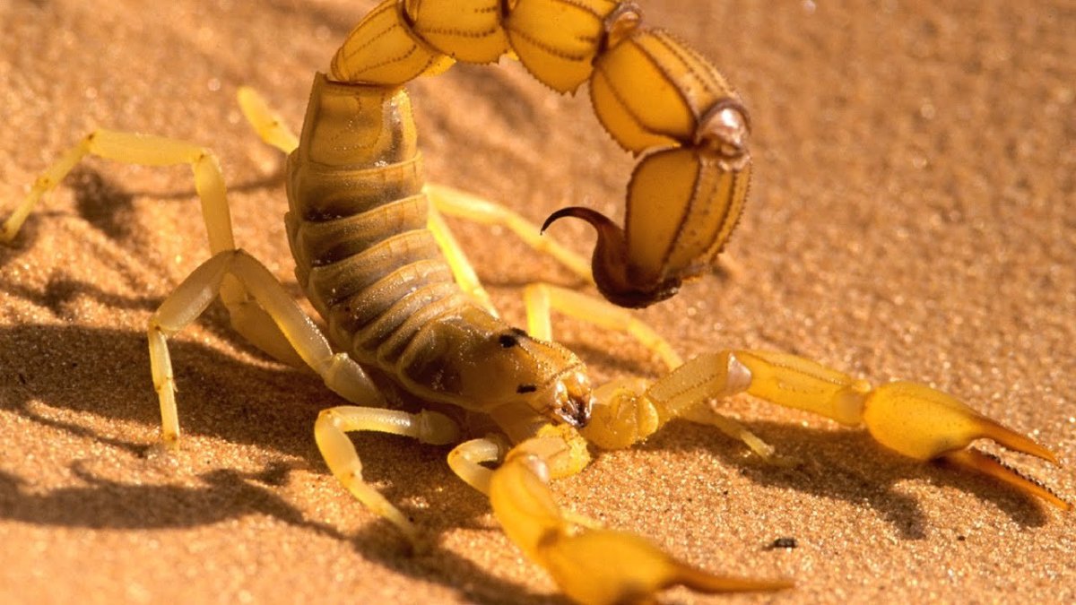 Палестинский желтый Скорпион