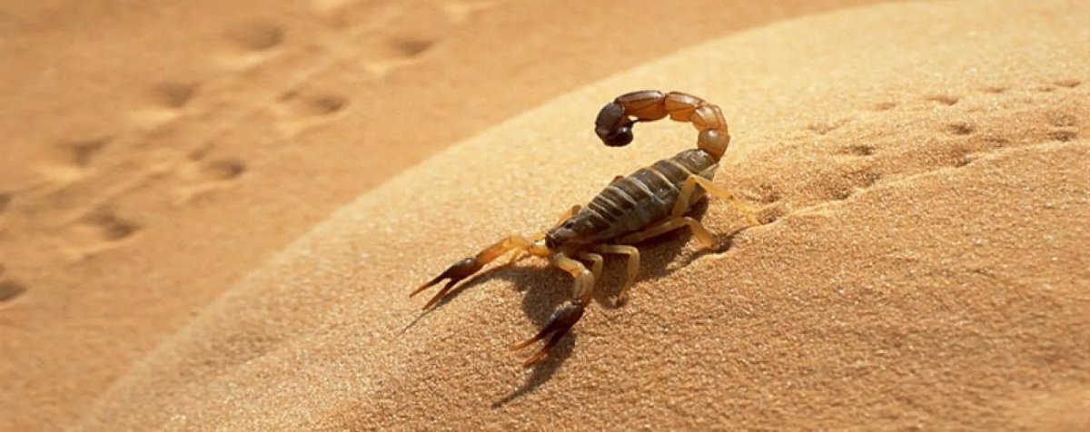 Скорпион на белом фоне