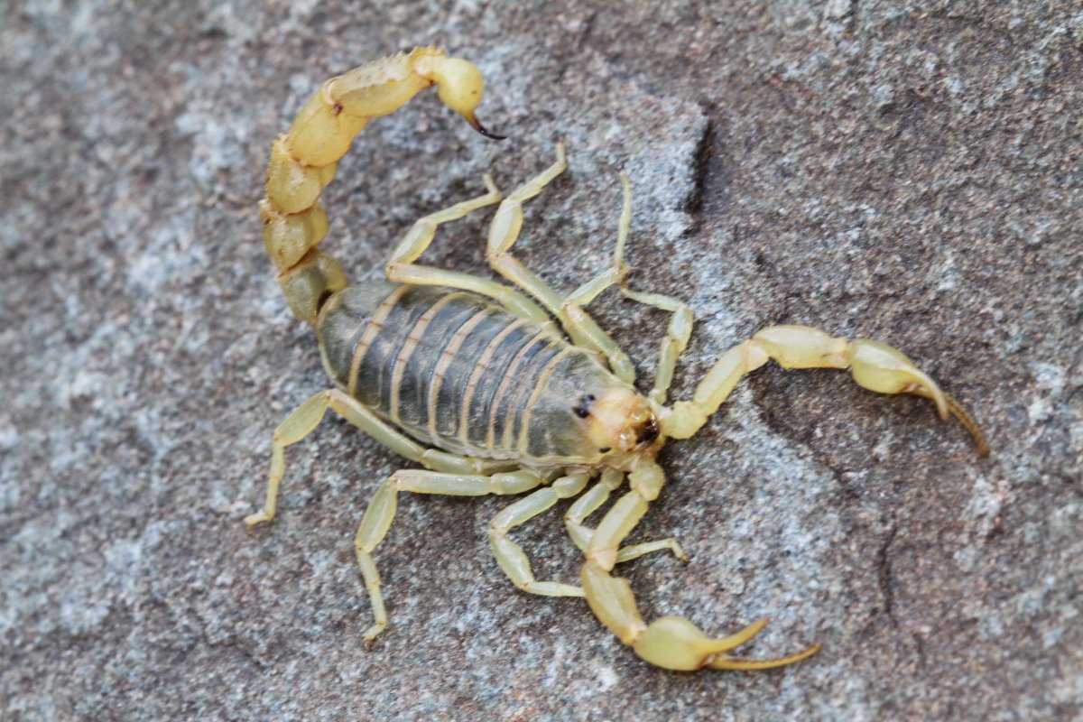 Leirus Скорпион