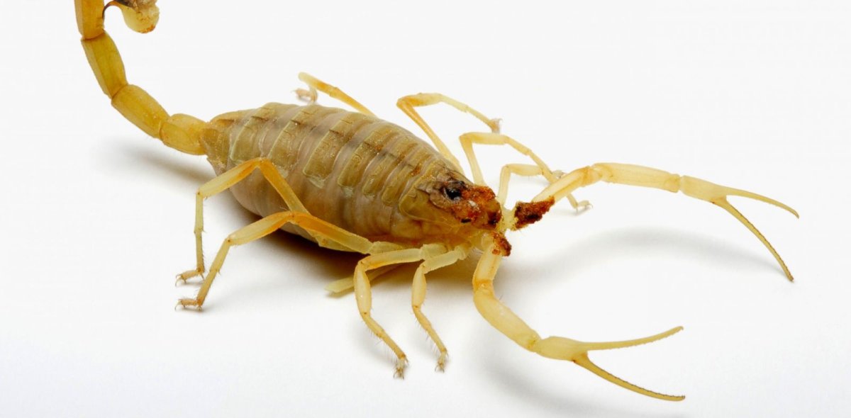 Палестинский желтый Скорпион