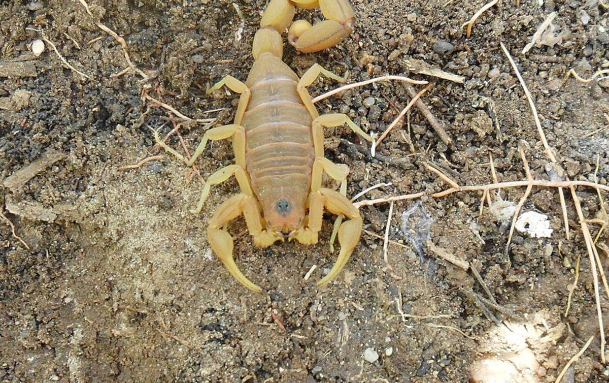 Скорпион Еллоу