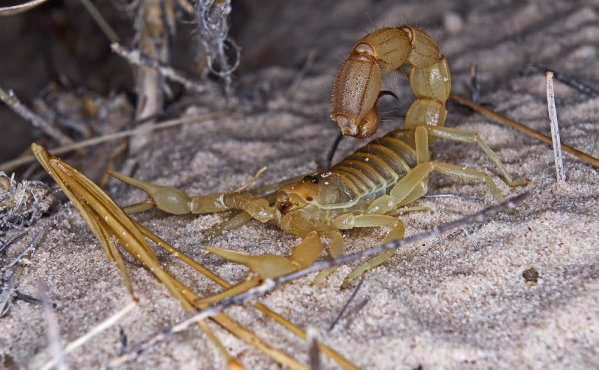 Желто-зеленый Скорпион
