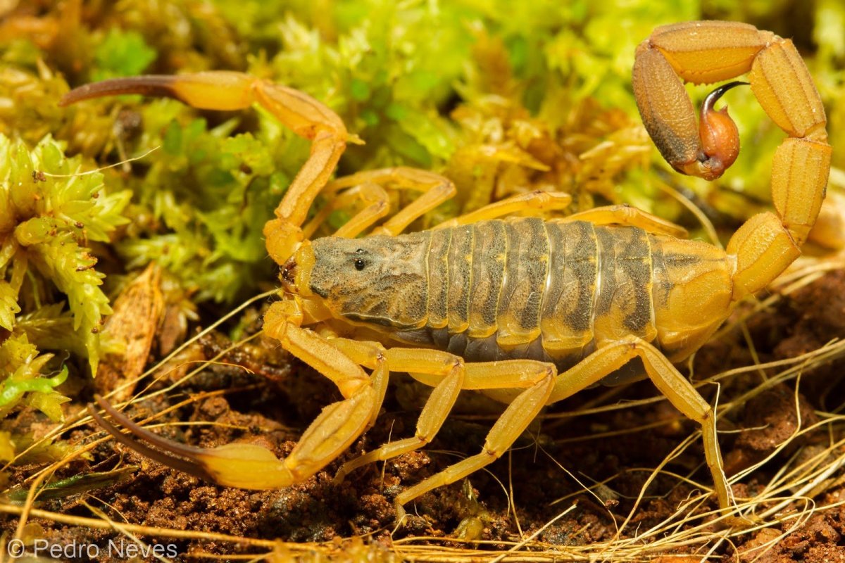 Бразильский желтый Скорпион