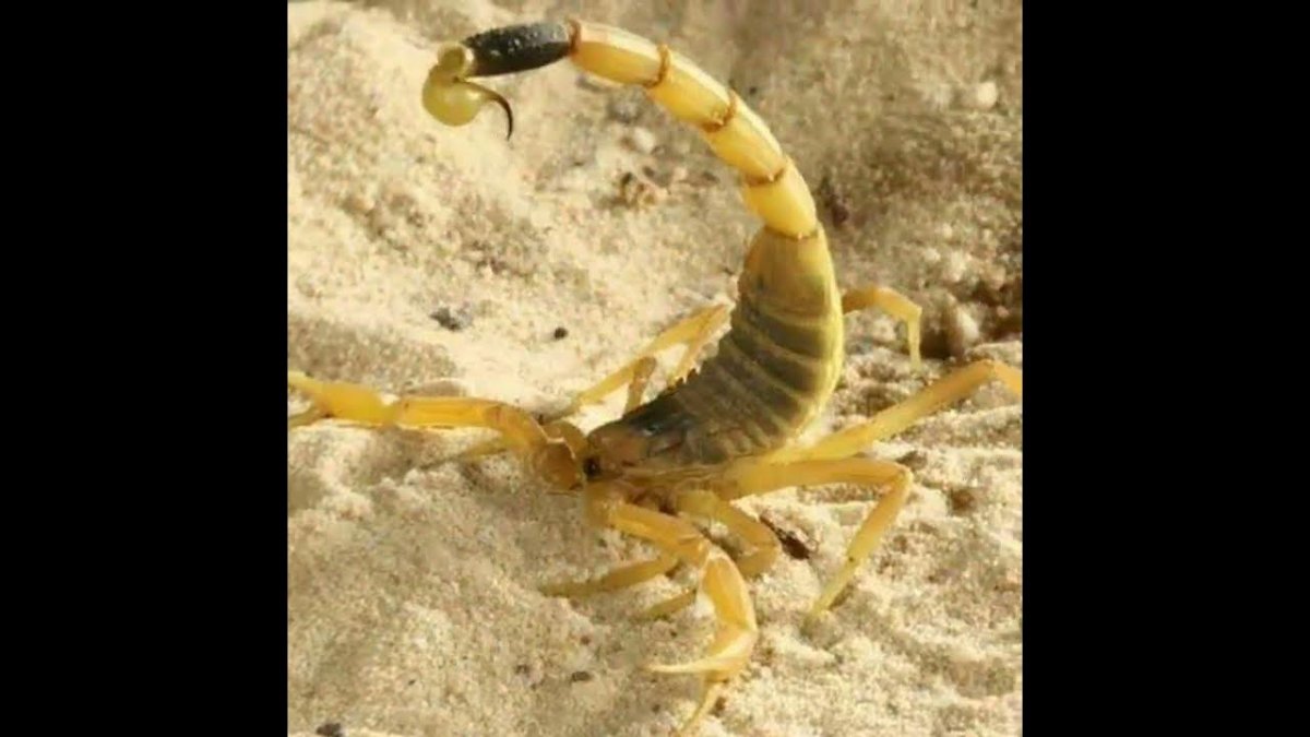 Скорпион с детенышами