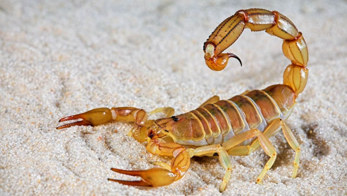 Стрипедтальский Скорпион