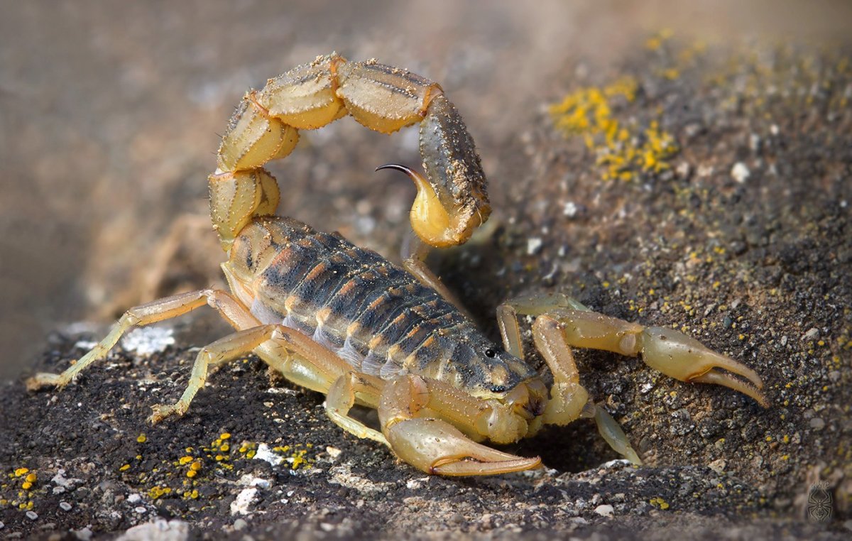 Deathstalker Скорпион