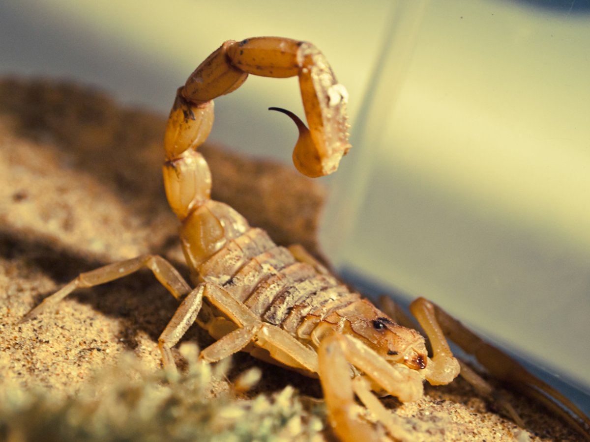 Скорпион Лейрус