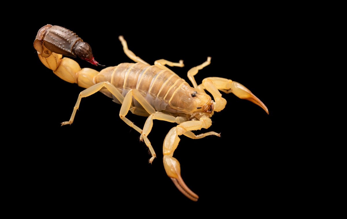 Androctonus amoreuxi