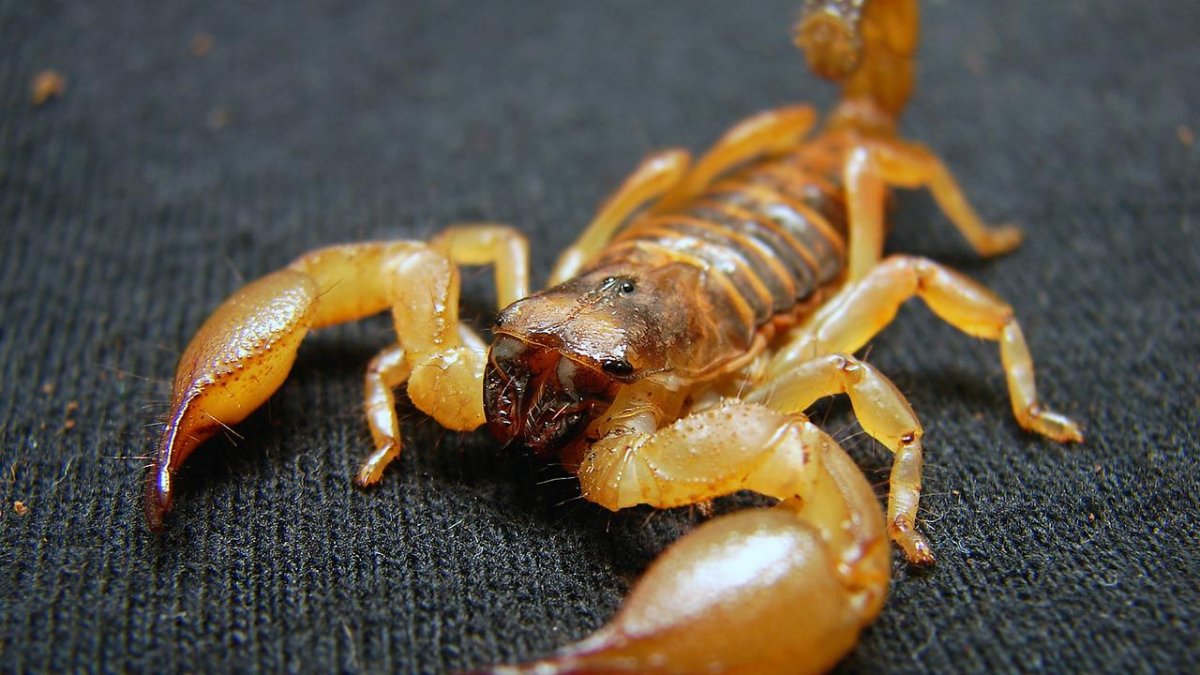 Скорпион Leiurus quinquestriatus