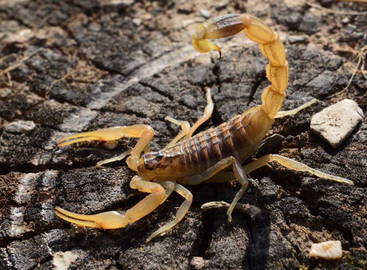 Скорпион Лейурус