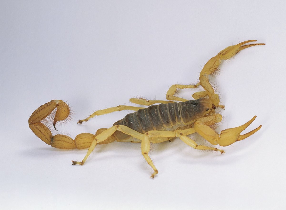 Палестинский желтый Скорпион