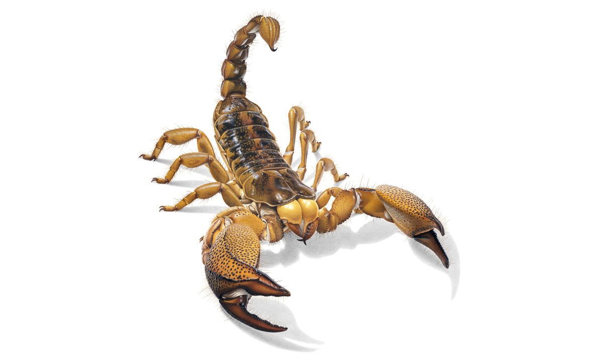 Скорпион Buthus occitanus