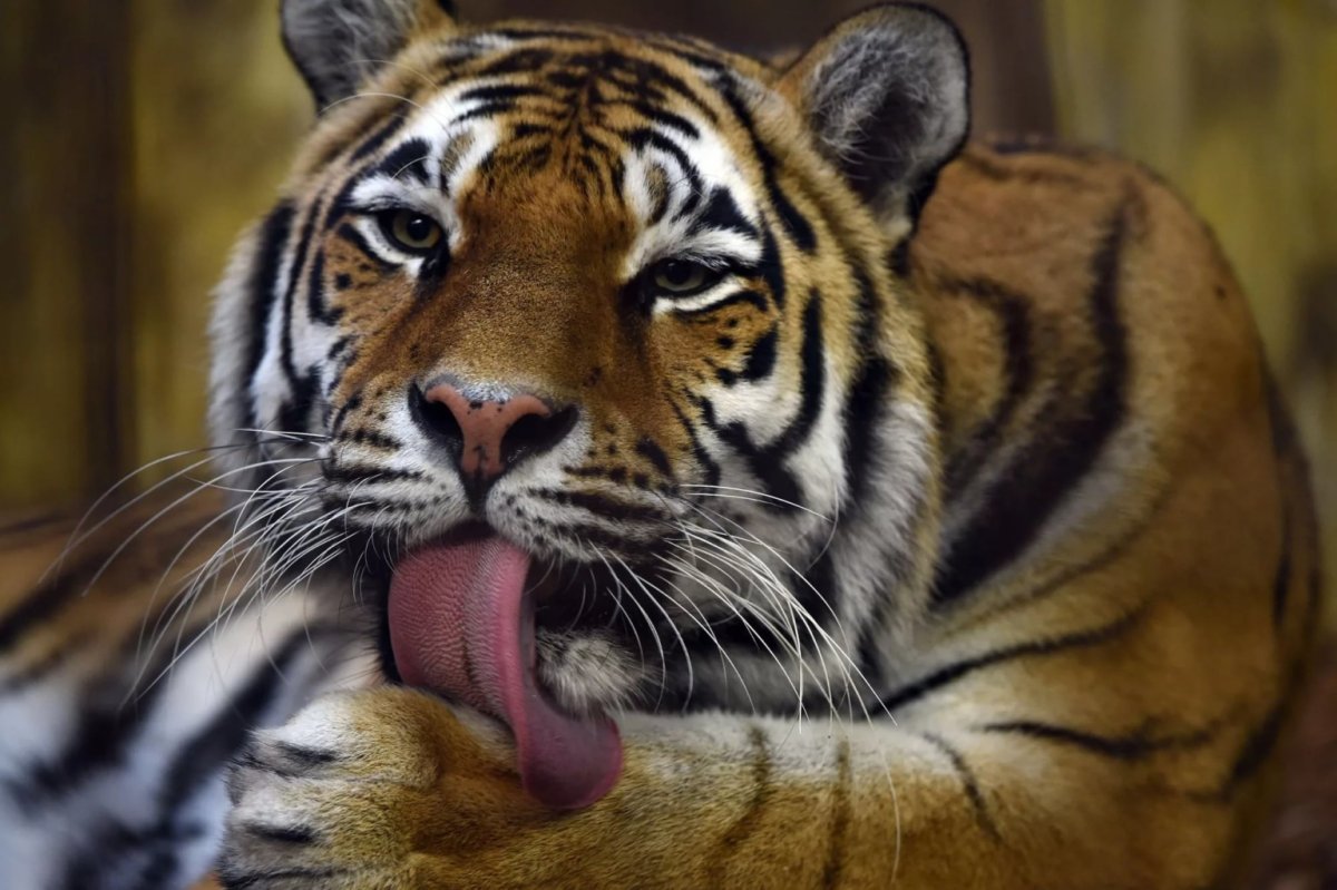 Тигр умывается