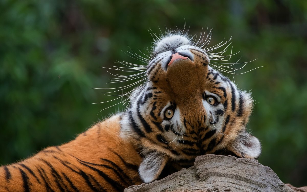 Хитрый тигр