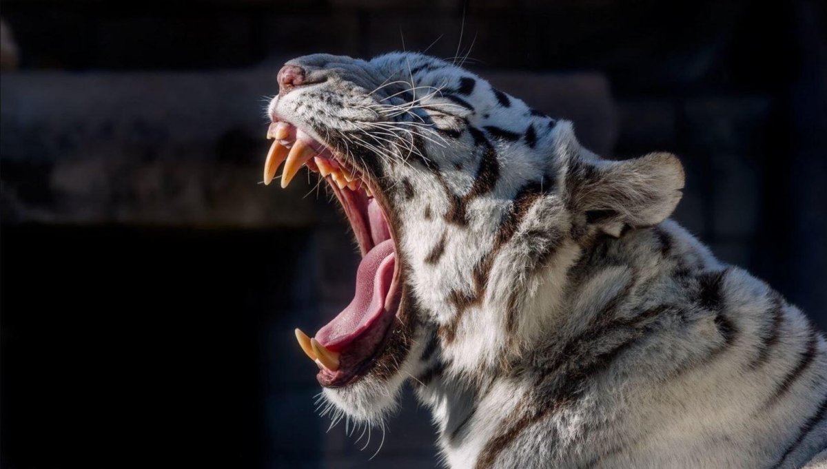 Бенгальский тигр клыки