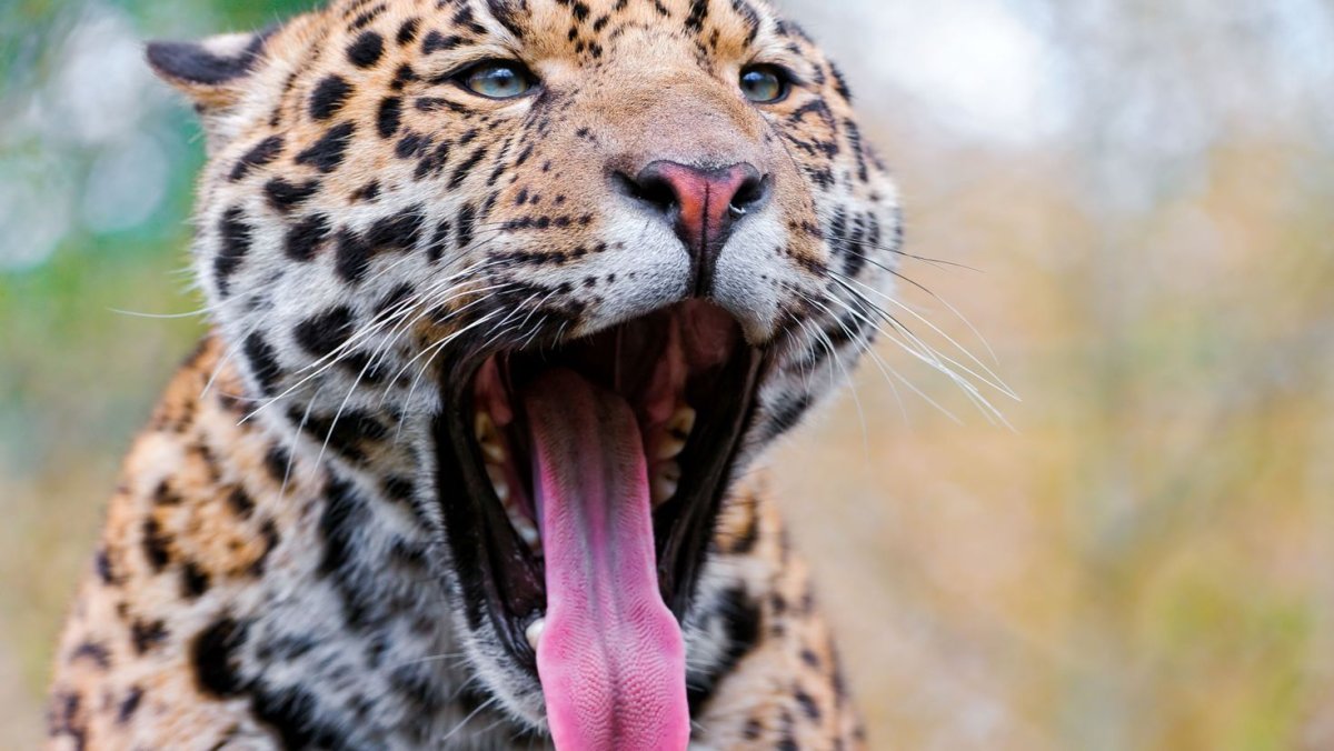 Хищный Ягуар