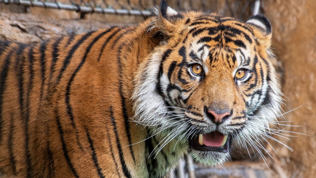 Оскал тигра