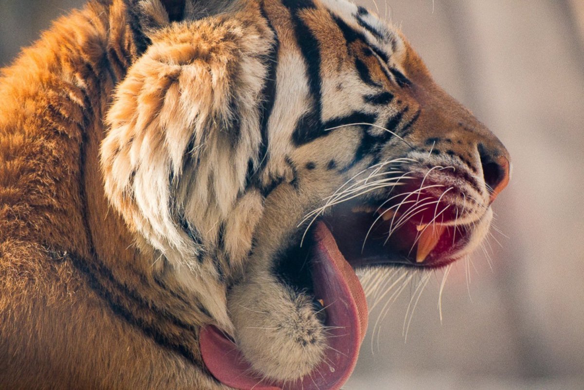 Тигр облизывается