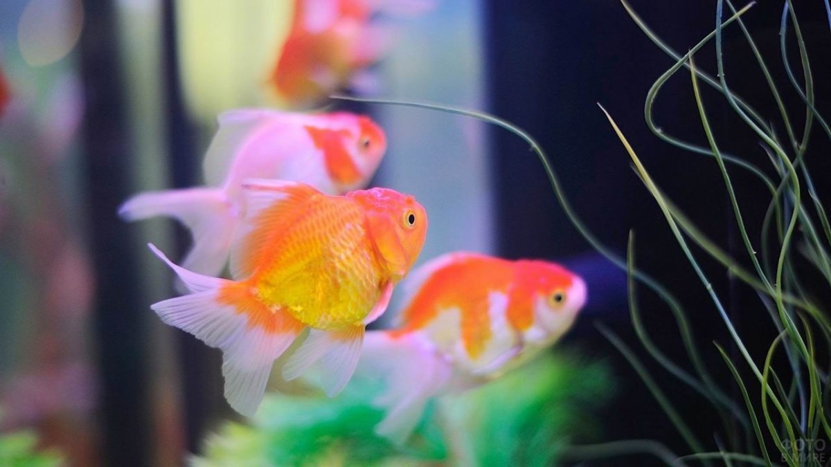 Красный Бетта рыбка