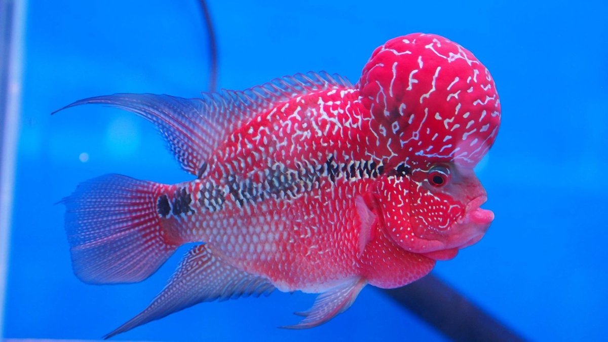 Flowerhorn Cichlid