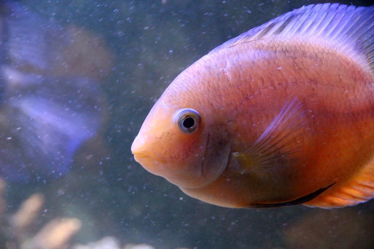 Северум рыбка аквариумная