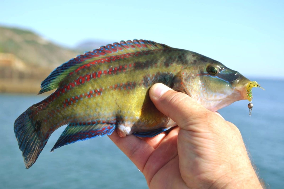 Зеленушка рулена