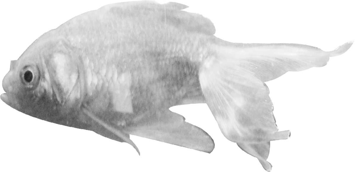 Рыба на аватарку