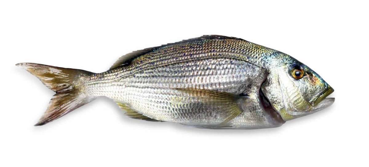 Синагрида (Зубан