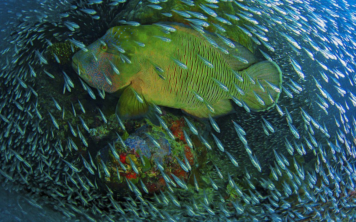 Батер Фишер рыба