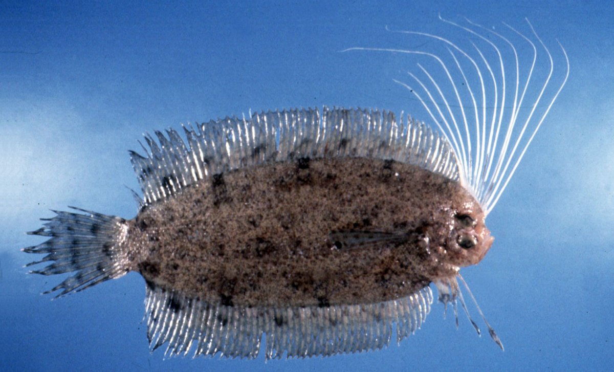 Камбала в море