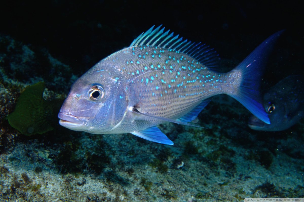 Луциан Королевский