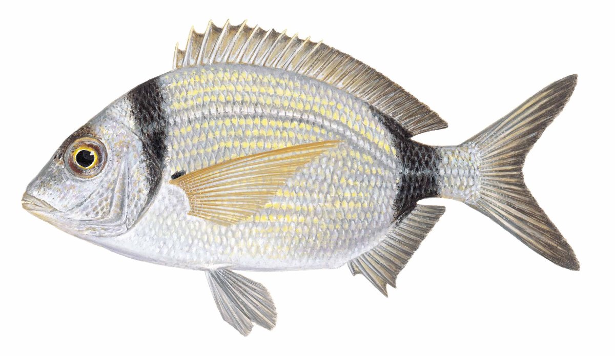 Diplodus vulgaris