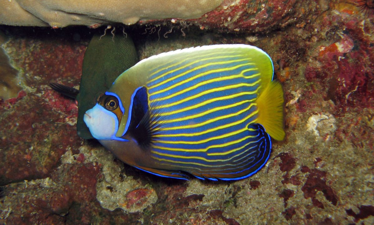 Юный Император рыба-ангел