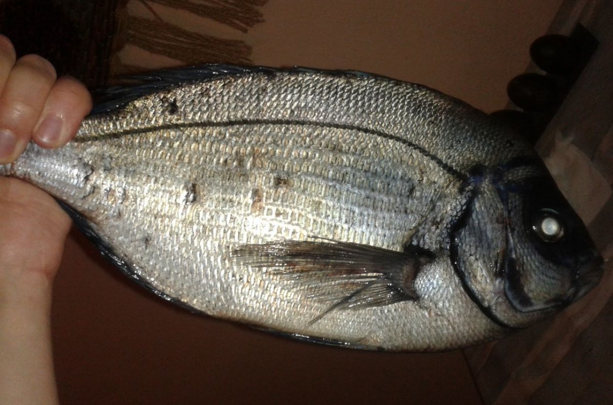 Дорадо Черноморский морской карась