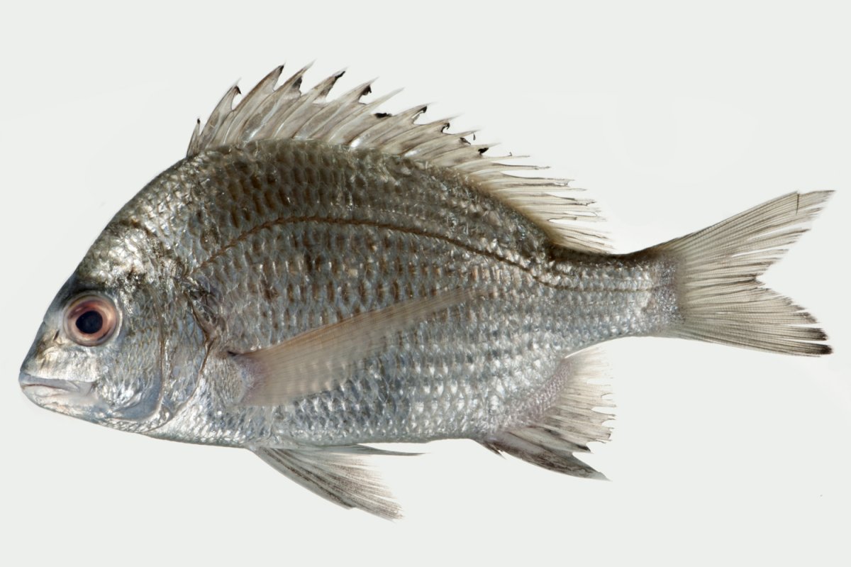 Обыкновенный Зубан