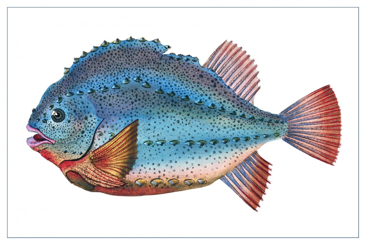 Тропические рыбки