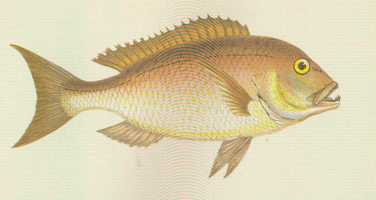 Common Dentex рыба