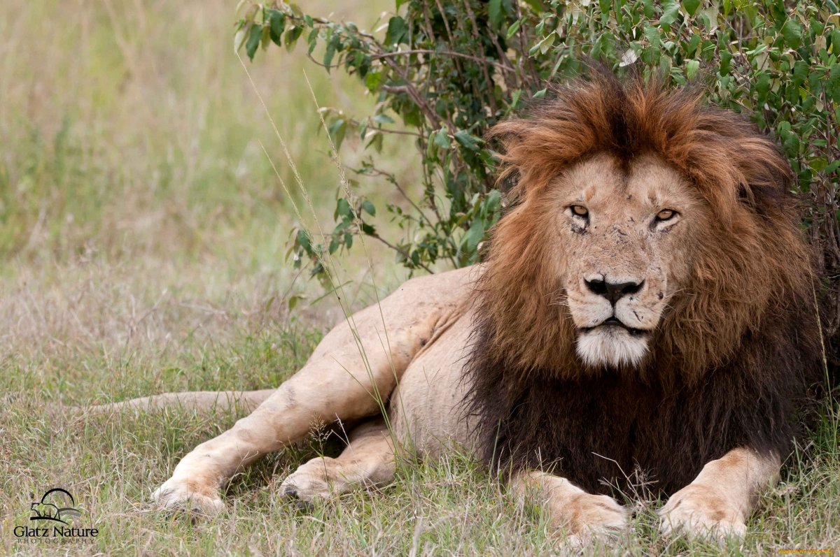 Берберийский тигр