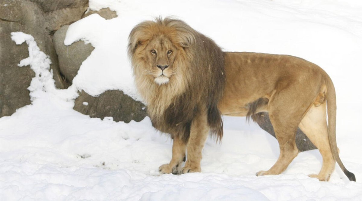 Капский Лев вымерший