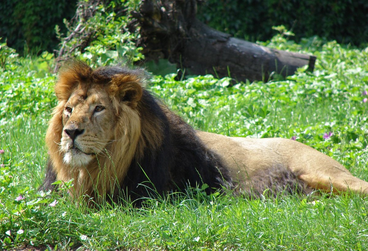 Лев (Panthera Leo)